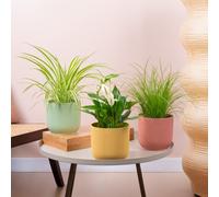 Easy Care House Plant Bundle - Spider Plant, Cat Grass, Peace Lily Indoor Plants