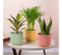 Easy Care Tropical House Plant Bundle - Low Maintenance Indoor Plant Mix
