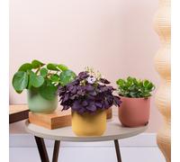 Easy Care Vibrant House Plant Bundle - Low Maintenance Indoor Plant Mix