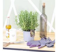 Easy Plants 1 Evergreen herb Rosemary Rosmarinus officinalis in Pot Indoor Outdoor Tree Plant