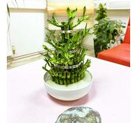Easy Plants 1 LARGE TOWER LUCKY BAMBOO IN RANDOM COLOUR CERAMIC POT