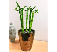 Easy Plants 1 Luxury Lucky Bamboo Table Plant @ Gold Ceramic Pot Silver Top Dressing