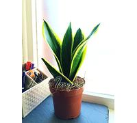 Easy Plants 1 MOTHER IN LAW'S TONGUE GOOD LUCK SNAKE PLANT IN POT,25-35cm Tall