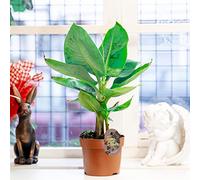 Easy Plants 1 Musa Acuminata Dwarf Cavendish Banana in 12cm Pot Tropical Ornamental indoor Plant Tree