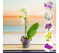 Easy Plants 1 Phalaenopsis Blume Moth Orchid Pink White Purple Yellow Colour Indoor Flower Plant in 12cm Pot