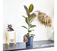 Easy Plants 1 Rubber Fig Robusta Ficus elastica in 17cm Pot Evergreen Floor Plant shiny leaves