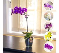 Easy Plants 1 x Moth Orchid Colourful Flower Plant in 9cm Pot Phalaenopsis Blume for House Indoor Decoration