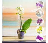 Easy Plants 1 x Phalaenopsis Orchid 1 or 2 Flower Branches Pink White Purple Yellow Colour Indoor Flower Plant in 12cm Pot