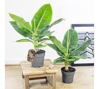 Easy Plants 2 Dwarf Banana tree in 14cm Pot Evergreen Musa Tropical House Plant