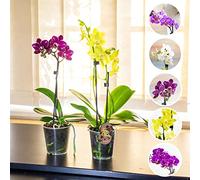 Easy Plants 2 x Moth Orchid Colourful Flower Plant in 9cm Pot Phalaenopsis Blume for House Indoor Decoration
