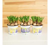 Easy Plants 3 Grape Hyacinth Muscari (7 Bulbs in a Pot) Outdoor Gardening Perennial Plant in 9cm Pot