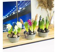 Easy Plants 3 Hyacinth (7 Bulbs in a Pot) Pink Purple White Colour in 16cm Pot Size