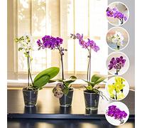 Easy Plants 3 x Moth Orchid Colourful Flower Plant in 9cm Pot Phalaenopsis Blume for House Indoor Decoration