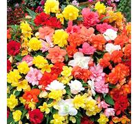 Easy Plants 4 Colourful Flowers Begonia Florencio Mix of Colours Great Value in 9cm Pot Perennial Garden Plant