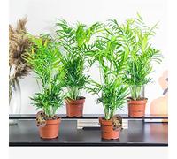 Easy Plants 4 Parlour Palm Elegans in 12cm Pot