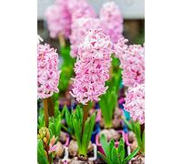 Easy Plants Hyacinth (3 Bulbs in a Pot) Pink Colour in 12cm Pot Size