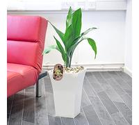 Easy Plants Large Evergreen Cast Iron Plant Aspidistra in 24cm Large Gloss White Milano Pot Indoor Tree, 75-85cm Tall (including pot height)…