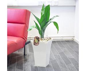 Easy Plants Large Evergreen Cast Iron Plant Aspidistra in 24cm Large Gloss White Milano Pot Indoor Tree, 75-85cm Tall (including pot height)…