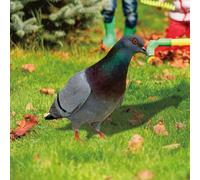 Eawfgtuw Charm Your Yard with Acrylic Garden Pigeon Statue, Realistic Wild Pigeon for SCULPTURE (A)