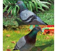 Eawfgtuw Charm Your Yard with Acrylic Garden Pigeon Statue, Realistic Wild Pigeon for SCULPTURE (A and B)