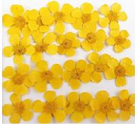 EboLD 100pcs Natural Pressed Buttercup Ranunculus japonicus Flowers For Makeup Jewelry Postcard Invitation Card Phone Case DIY-default