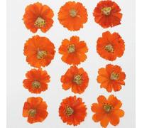 EboLD 60pcs Pressed Dried Cosmos Flower Plant Herbarium For Jewelry Postcard Phone Case Bookmark Craft DIY Accessories-Orange