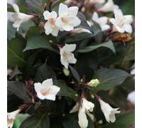 Ebony And Ivory Outdoor Shrub Plant Weigela Flowering Garden Plants 2L Pot Plant Theory Green One Size