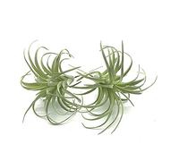EBUYOM 2 Pack Artificial Succulent Plants Unpotted Tillandsia Air Plants Bouquet Artificial Arrangement for Garden Terrarium Home Decor Green
