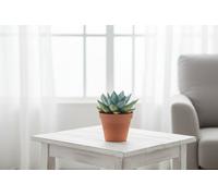 Echev Miranda Rainbow Chameleon Special Pot Size 10.5 Cm Height 12.5 Echeveria Indoor Houseplant