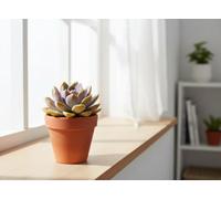 Echev Miranda Rainbow Chameleon Special Pot Size 12 Cm Height 15 Echeveria Indoor Houseplant
