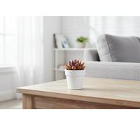 Echev Miranda Rainbow Chameleon Special Pot Size 5.5 Cm Height 8 Echeveria Indoor Houseplant