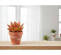 Echev Miranda Rainbow Chameleon Special Pot Size 8.5 Cm Height 10 Echeveria Indoor Houseplant