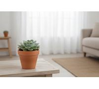 Echev Mixed Aqua Pot Size 8.5 Cm Height 15 Echeveria Succulent Indoor Houseplant
