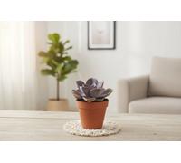 Echev Mixed Autumn Pot Size 8.5 Cm Height 15 Echeveria Succulent Indoor Houseplant