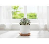 Echev Mixed Pot Size 10.5 Cm Height 12.5 Assorted Echeveria Indoor Houseplant