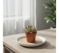 Echev Mixed Pot Size 7 Cm Height 12.5 Assorted Echeveria Indoor Houseplant