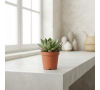 Echeveria 'mexico' Succulent - 5.5Cm Pot