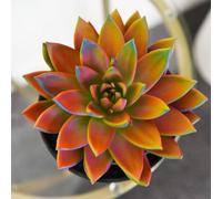 Echeveria Miranda Chameleon Painted Succulent Tender Perennial 12Cm Pot X 2 Plants By Thompson & Morgan