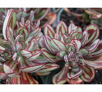 Echeveria Nodulosa Succulent Plug Plant