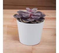 Echeveria Purple Pearl in 12cm Pot - Stunning Purple Succulent for Indoor & Outdoor - Ceramic White