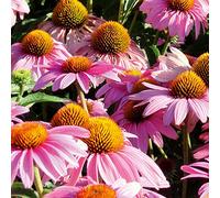 Echinacea 'Feeling Pink'. Plug Plants x 3. Coneflower. Perennial pink flowers. Great for Pollinators.