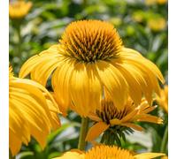 Echinacea papallo 'Deep Yellow' 3 x 9cm Plants | Compact Echinacea papallo Deep Yellow, bright blooms, long-flowering, pollinator friendly.