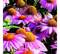 Echinacea Plants. 'Feeling Pink'. Coneflower. Pink Flowers. Plants for Pollinators. 2L Plant. Available from Bedwen Plants.