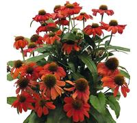 Echinacea 'PollyNation Orange Red' 2L Plant. Perennial flowers. Coneflower. Plants for Pollinators. Available from Bedwen Plants.