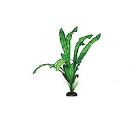 Echinodorus Green Silk Like Plant 50cm by KenKoi