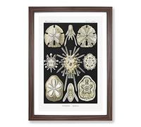 Echinoida Sea Urchin by Ernst Haeckel Framed Wall Art Print A2 Walnut