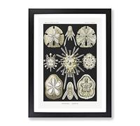 Echinoida Sea Urchin Vol.1 By Ernst Haeckel Vintage Framed Wall Art Print, Ready to Hang Picture for Living Room Bedroom Home Office Décor, Black A2 (64 x 46 cm)
