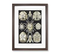 Echinoida Sea Urchin Vol.1 By Ernst Haeckel Vintage Framed Wall Art Print, Ready to Hang Picture for Living Room Bedroom Home Office Décor, Walnut A2 (64 x 46 cm)