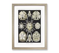Echinoida Sea Urchin Vol.1 By Ernst Haeckel Vintage Framed Wall Art Print, Ready to Hang Picture for Living Room Bedroom Home Office Décor, Oak A4 (34 x 25 cm)