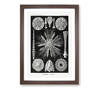 Echinoida Sea Urchin Vol.2 by Ernst Haeckel Framed Print | A2 Walnut Framed Wall Art | Ready to Hang | Modern Nautical Picture | Living Room Bedroom Lounge Office